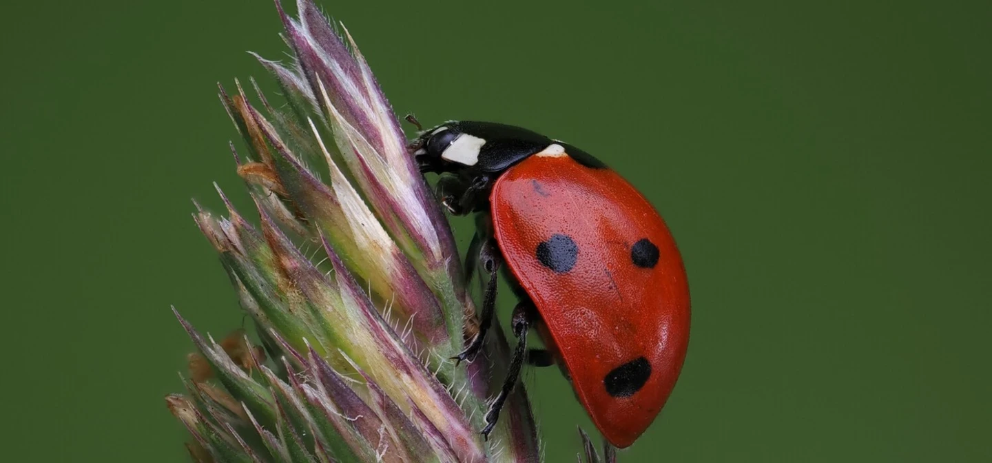 Seven-spot ladybird on grass seeds