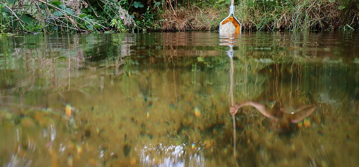 A pond with a person in the background using a net to dip for pond wildlife. 