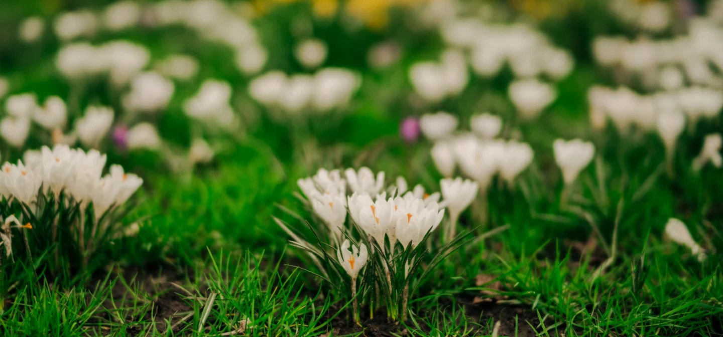 Crocuses blooming in Kensington Gardens