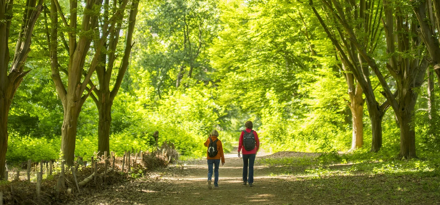 Two walkers on a tree-lined path