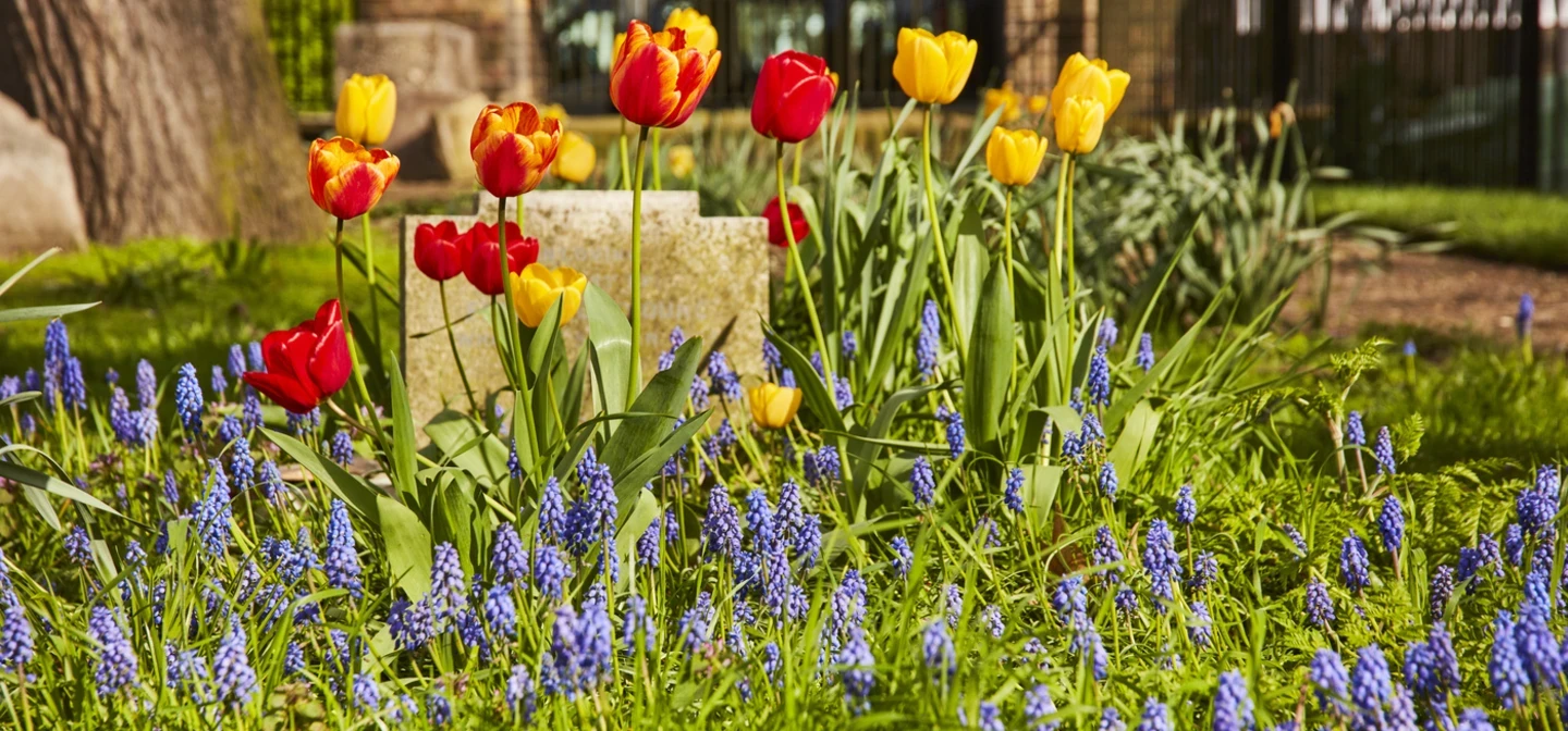 Tulips in Brompton Cemetery
