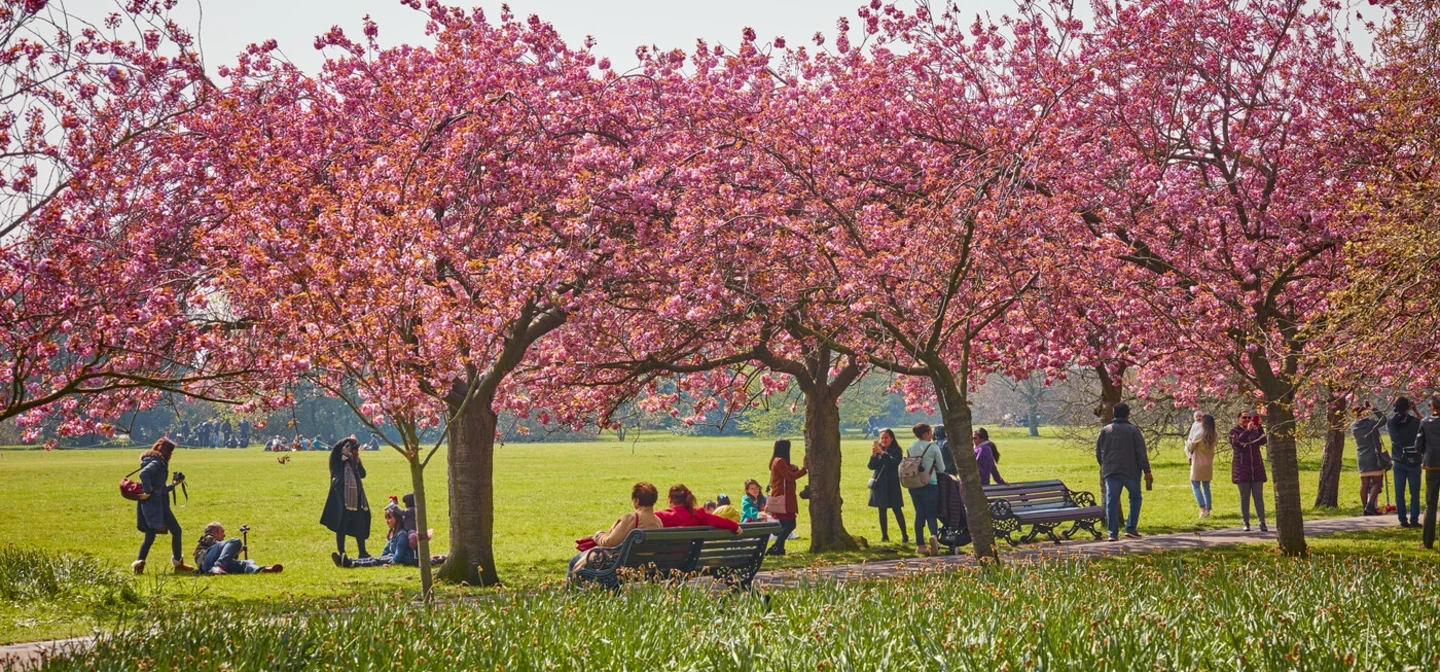 Cherry Trees in Greenwich Park