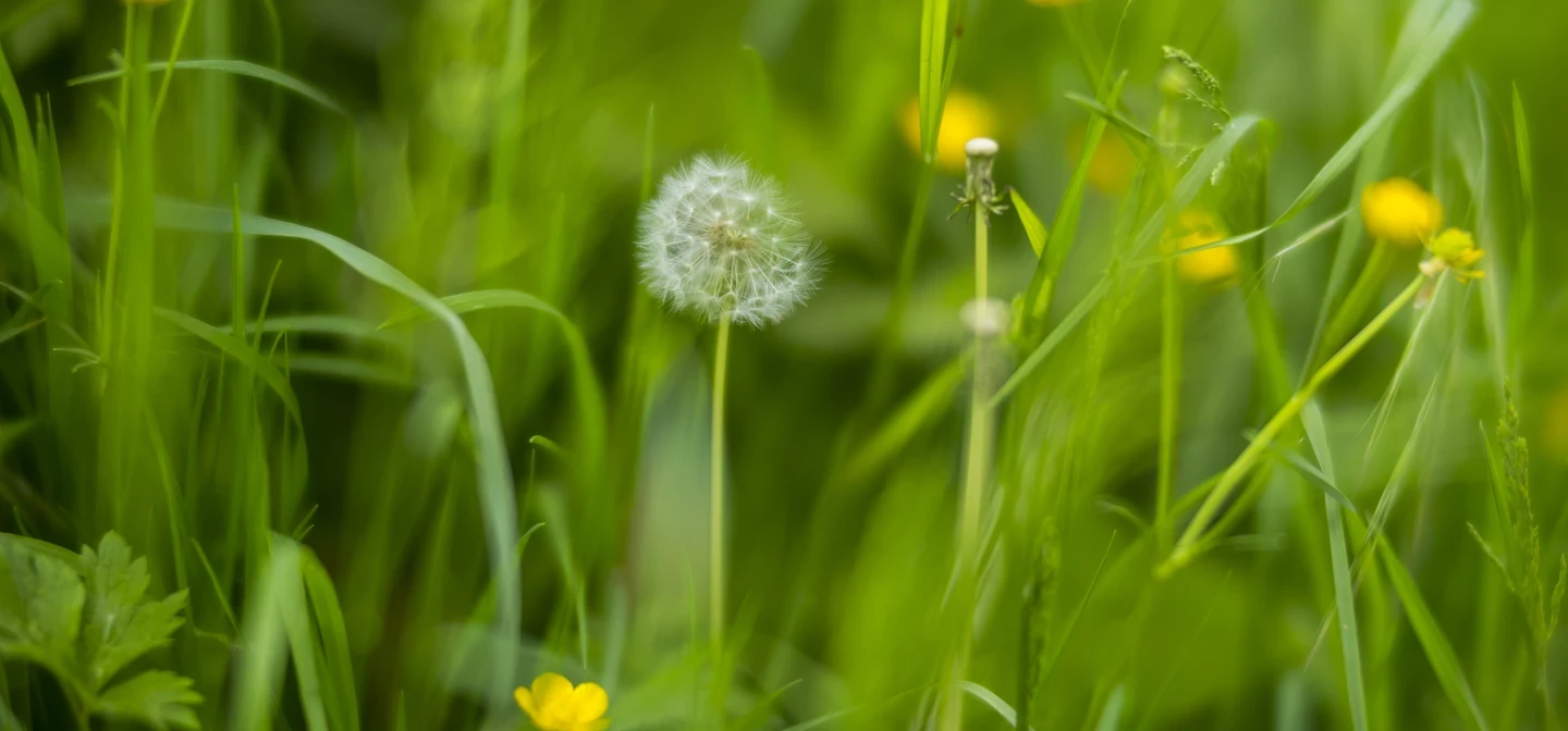 Meadow with Buttercups and Dandelions