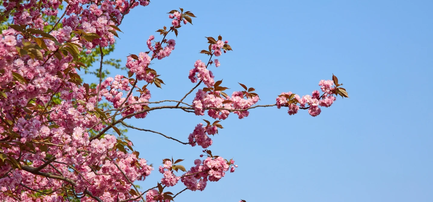 Cherry blossom flowering in the Royal Parks