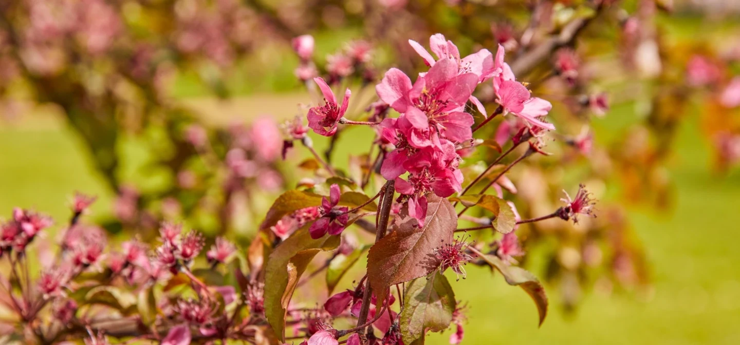 Spring blossoms in The Green Park