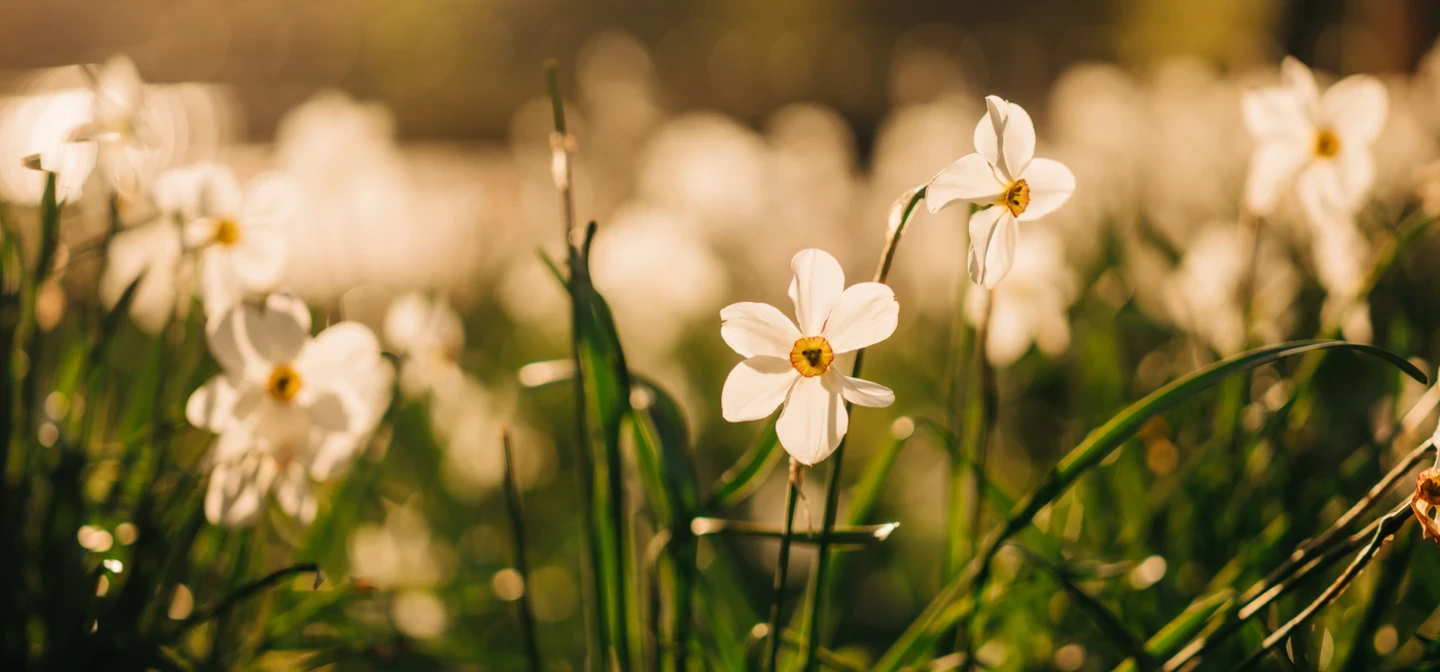Spring flowers in St. James's Park