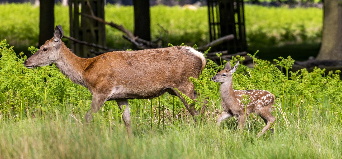Deer and her young