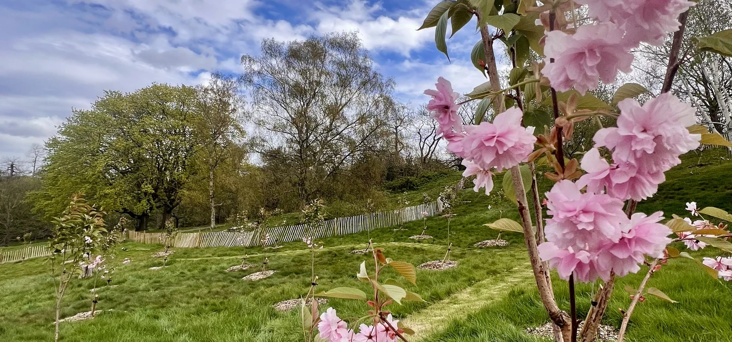 Blue sky, green grass, and new young cherry trees with pink blossom