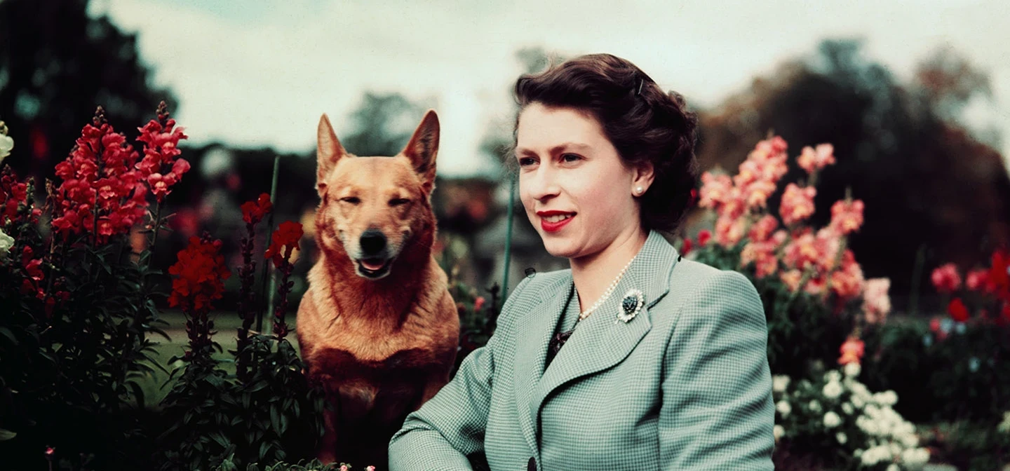 Queen Elizabeth II photographed in 1952. She stands in the gardens of Balmoral Castle alongside one of her famous corgis.​