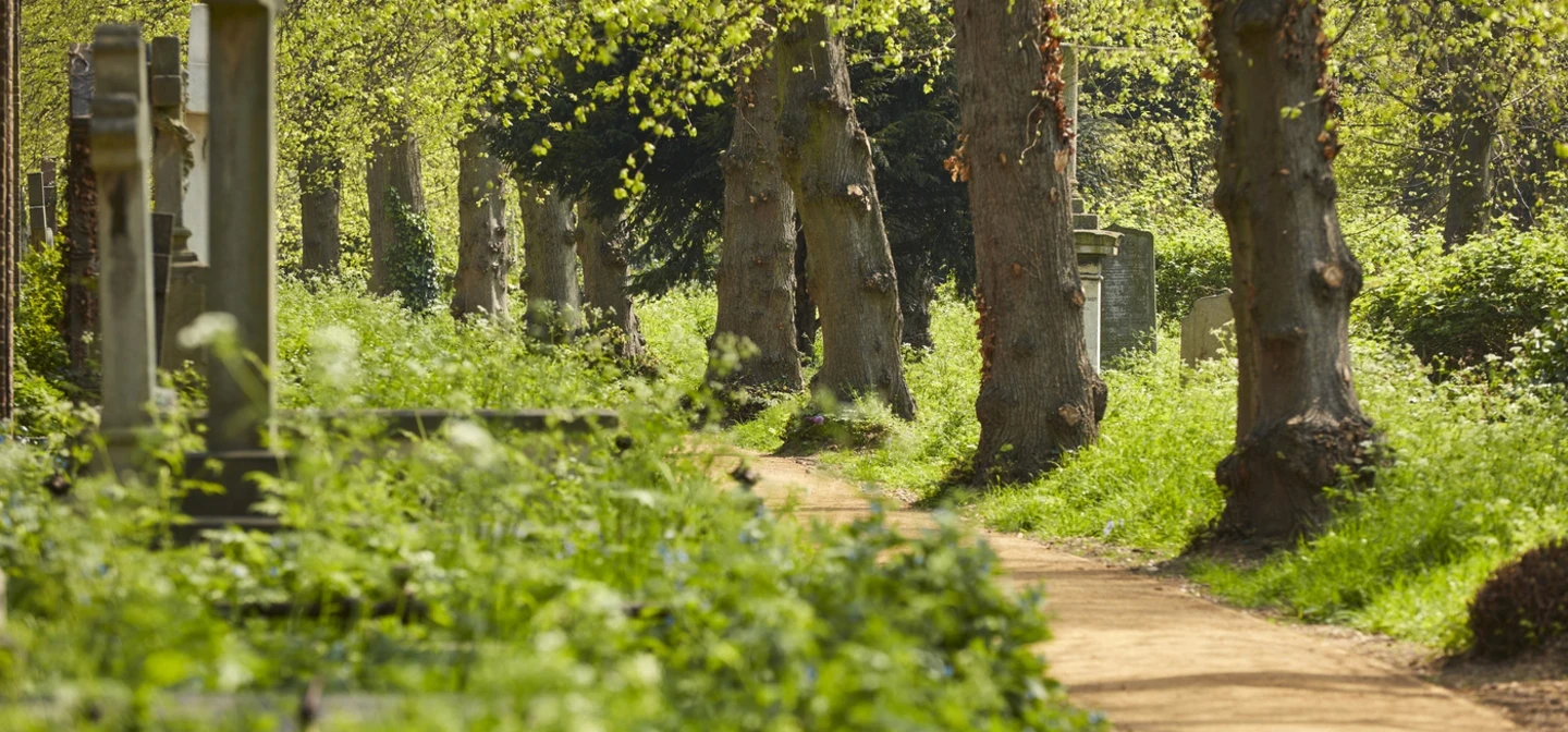 Trees in Brompton Cemetery in Spring