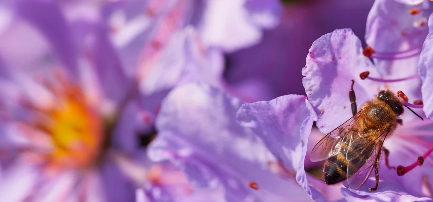 Bee pollinating flowers