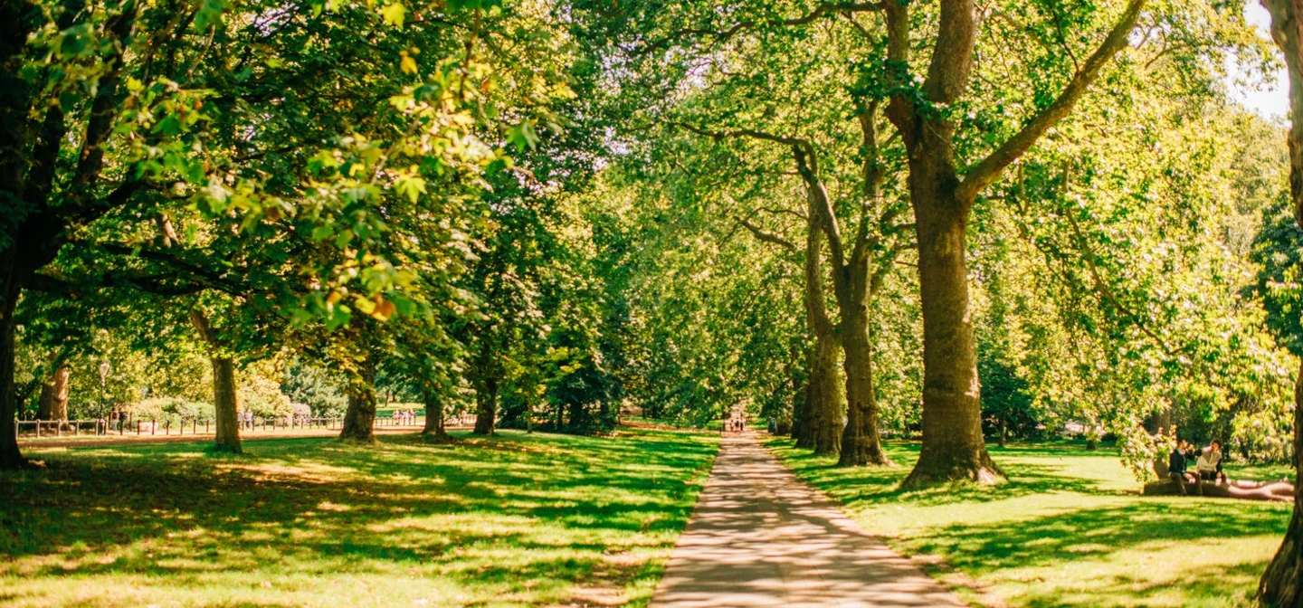 Trees in Hyde Park in summertime