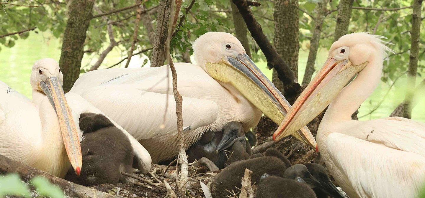 Pelicans and chicks