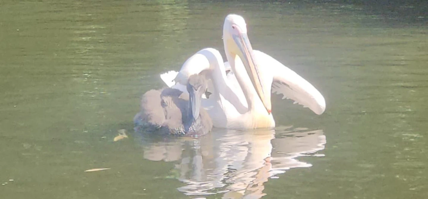 Pelican chick and adult on the water for the first time