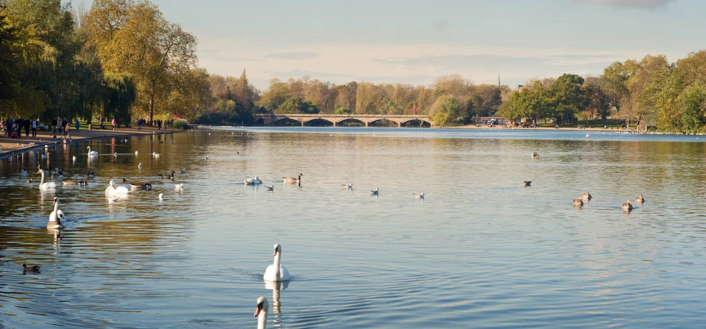 Swans in The Serpentine in Hyde Park