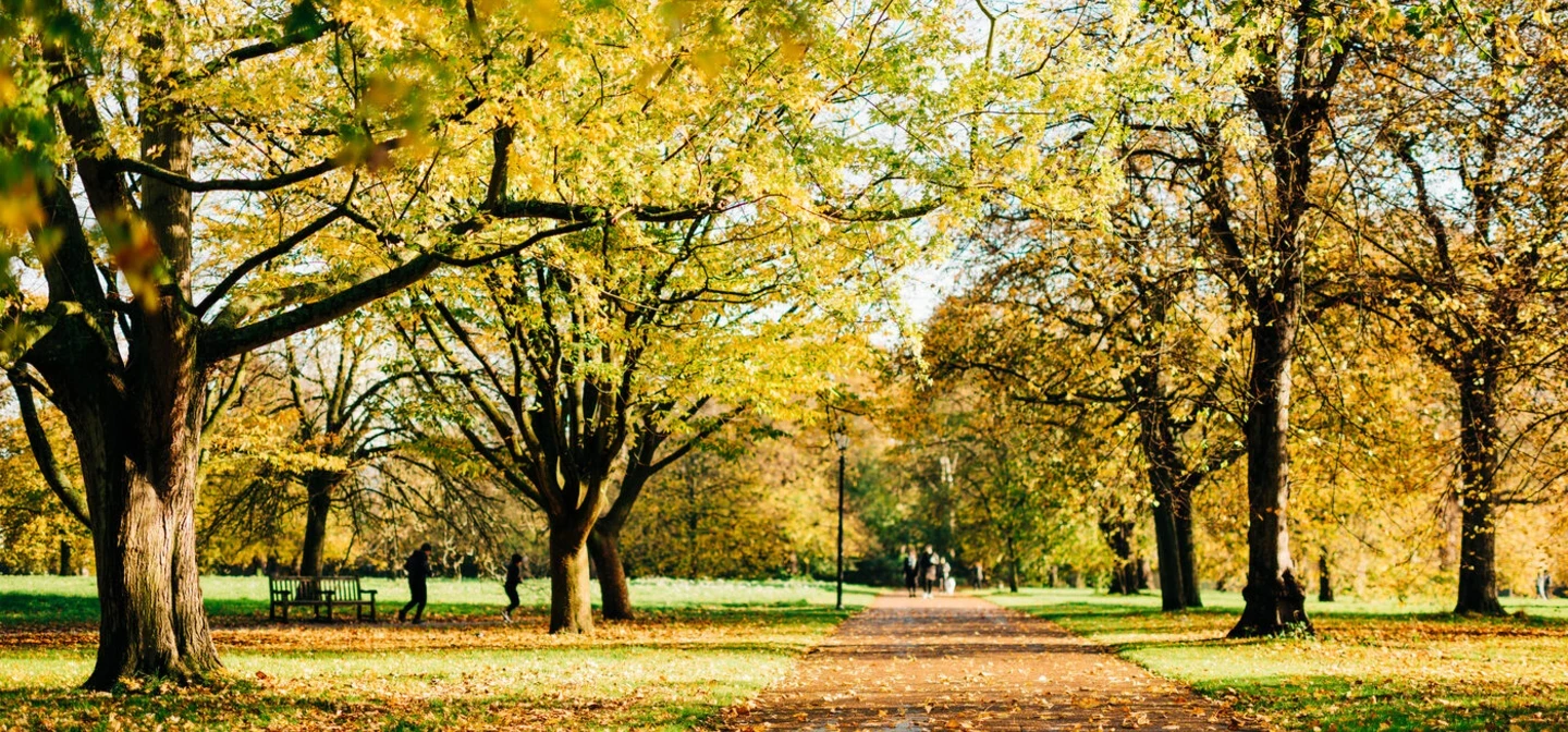 Autumn trees in Hyde Park