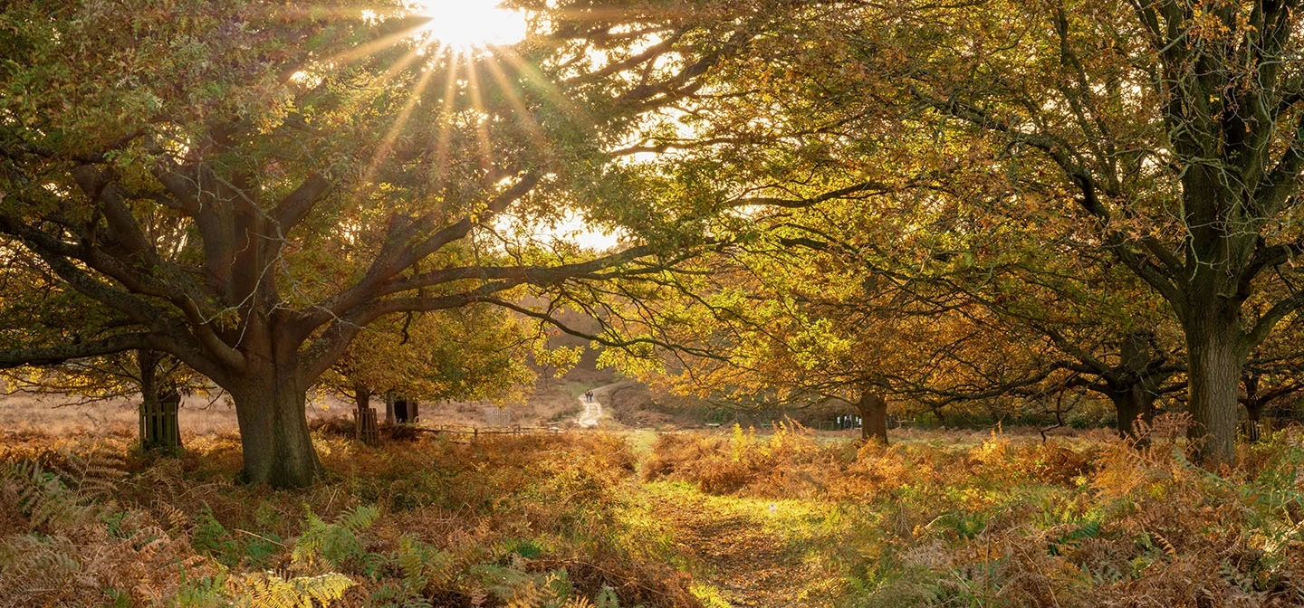 A path winding through the trees in autumn