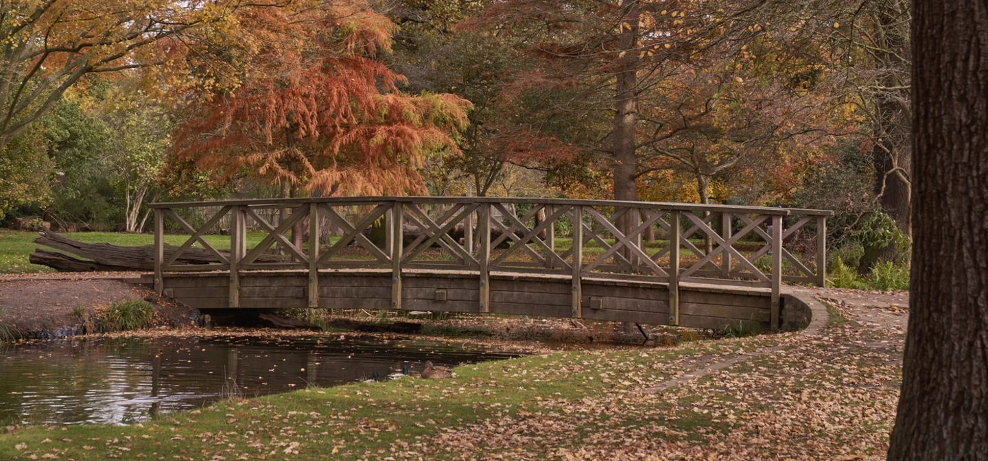 Bridge over stream in Woodland Gardens in Bushy Park in autumn