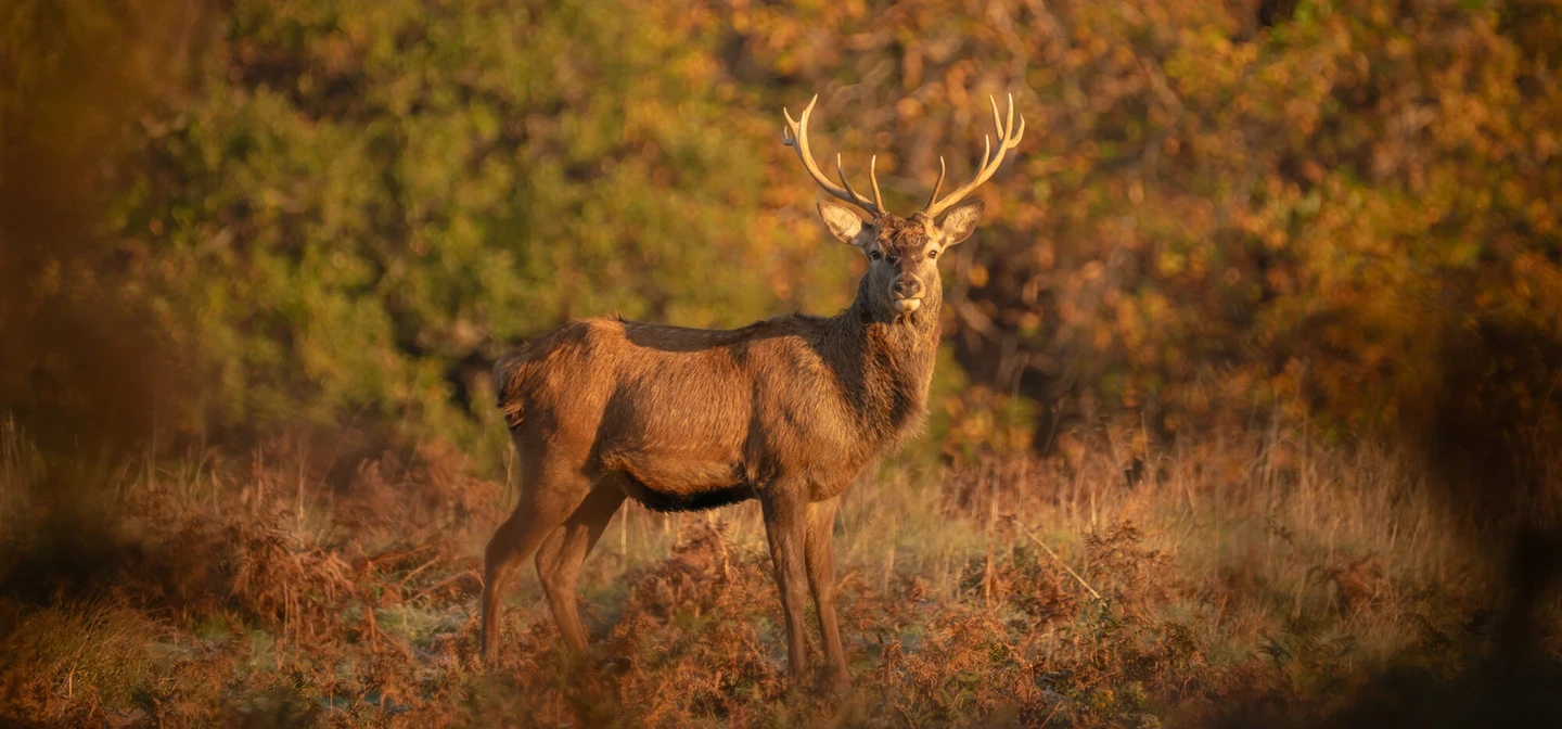 Deer in Richmond Park in autumn