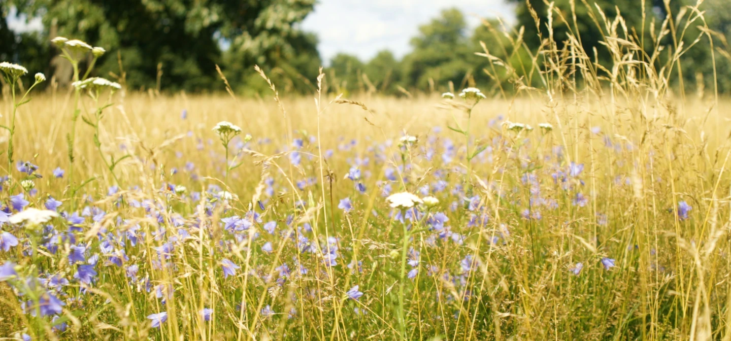 Summer meadow