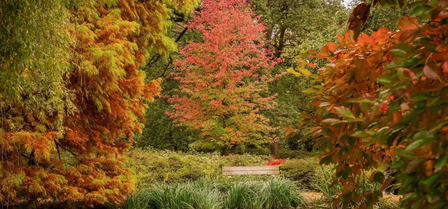 Richmond Park in autumn