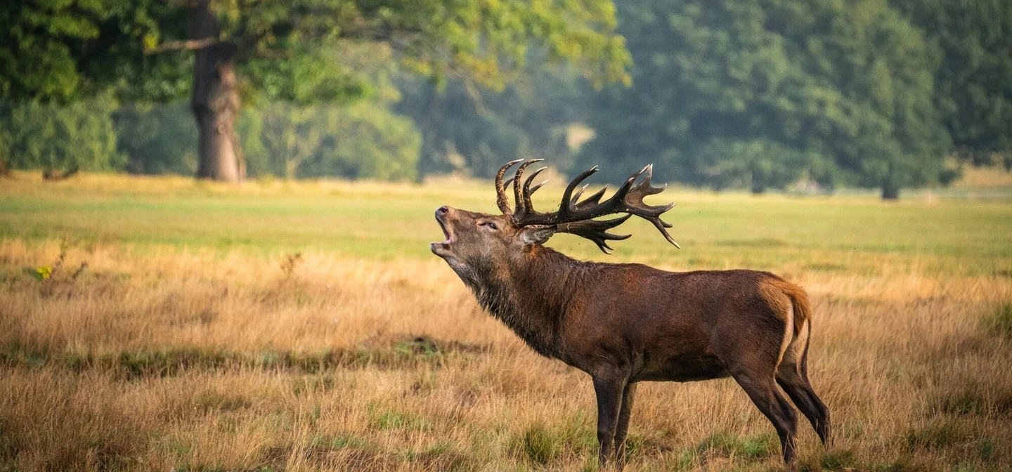 A deer roaring in an autumnal richmond park