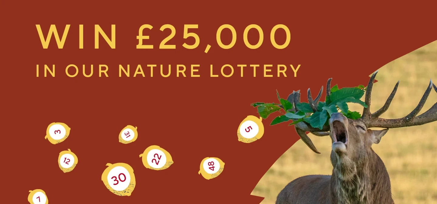 Nature Lottery promotional image - autumn