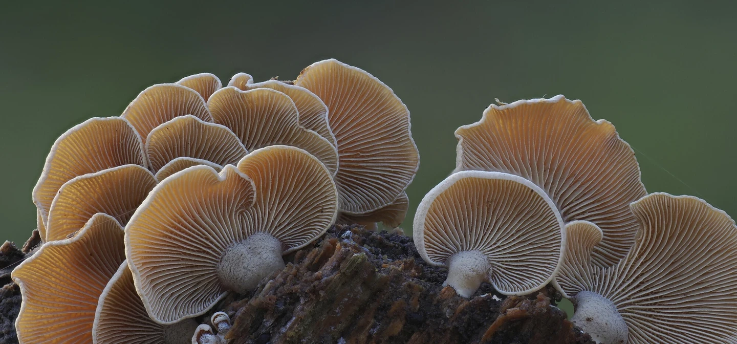 image of Bitter Oysterling fungus on log in the Royal Parks 