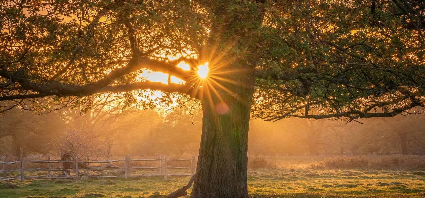 Autumn in Bushy Park