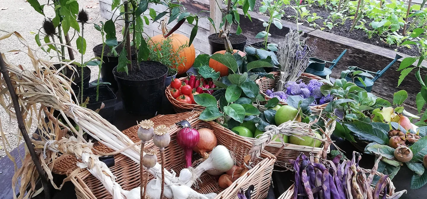 Fruit and vegetables fresh from the garden