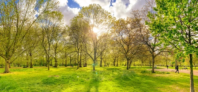 Sunshine through the trees