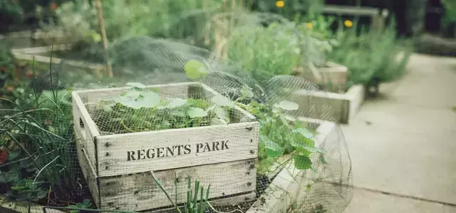Regent's Park allotment garden
