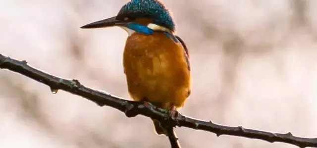 Kingfisher perching on a branch