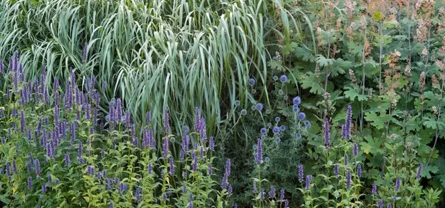 Lavender in a herbacious border