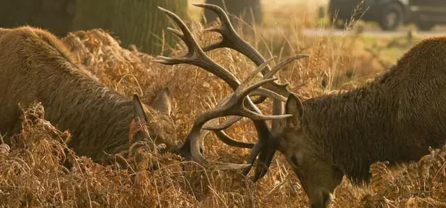 Two stags fighting during the deer rut