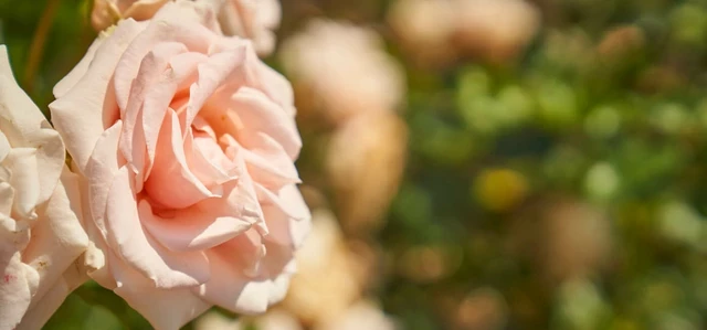 Close-up of roses in the Rose Garden