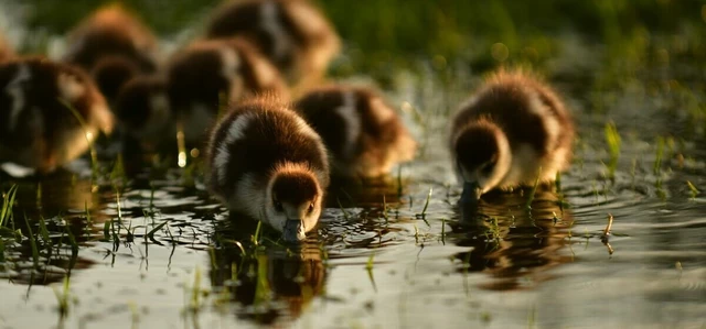 Ducklings in Bushy Park in spring