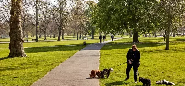 Woman walking several dogs in the park