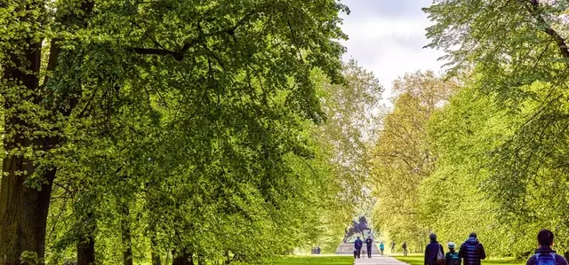Tree avenue in Kensington Gardens