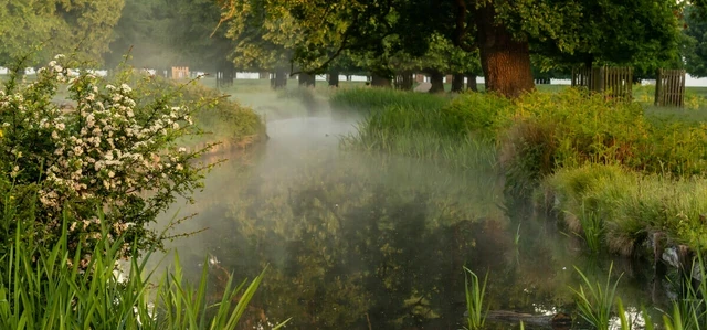 Longford River in Bushy Park in spring