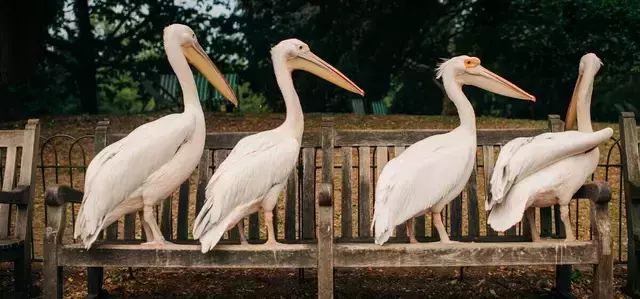Pelicans on a bench in St. James's Park