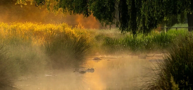 Bushy Park at sunrise