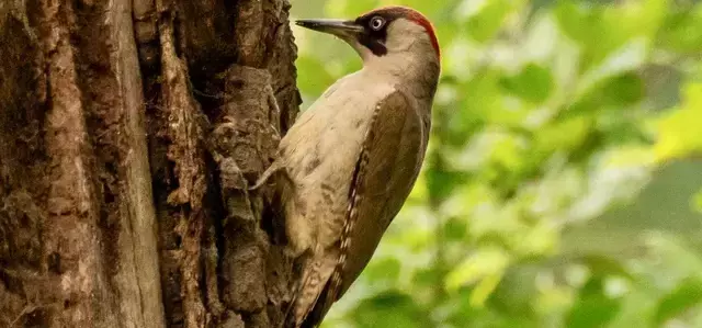 Woodpecker in Bushy Park