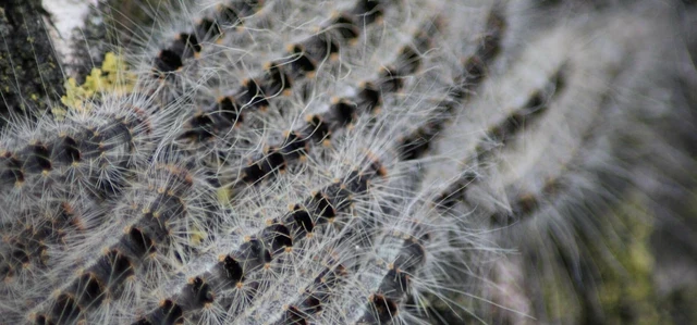 Oak Processionary Moth caterpillars