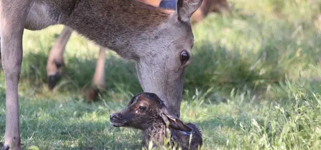 Mother deer licking a newborn