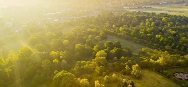 Aerial view of the trees in Greenwich Park