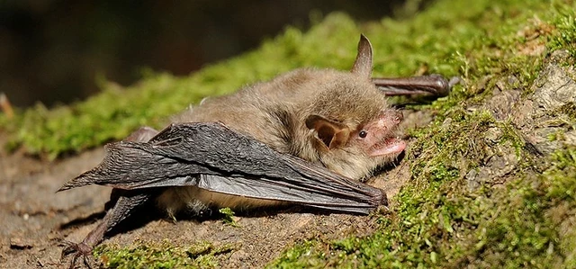 Natterer's bat