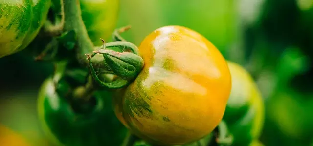 tomato growing 