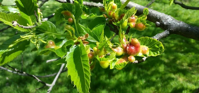 Oriental chestnut gall wasp