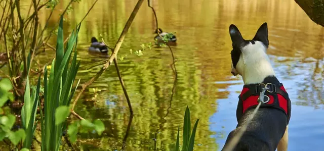 Dog watching ducks on a pond